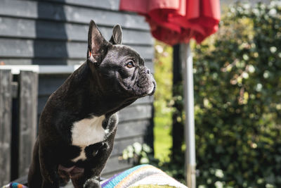 Close-up of a dog looking away