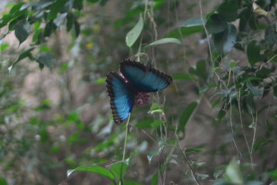 Close-up of butterfly on flower