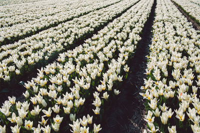 Scenic view of flowering plants on field