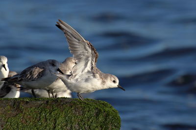 Seagulls flying over sea