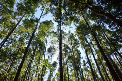 Low angle view of trees in forest against sky