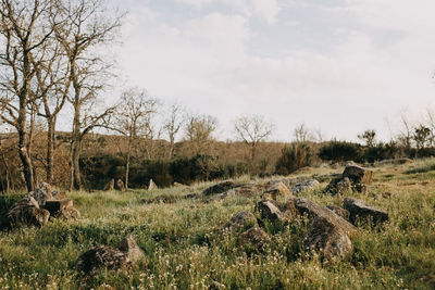 Scenic view of field