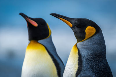 Close-up of two king penguins standing side-by-side