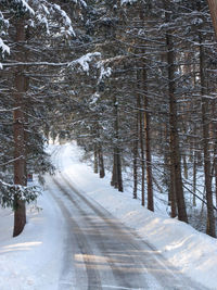 Pathway amidst bare trees during winter