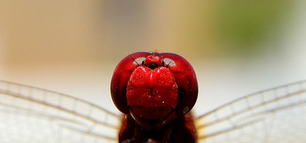 Close-up of strawberry