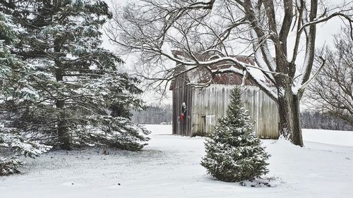 Trees on snow covered field