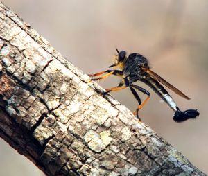 Close-up of insect on tree trunk