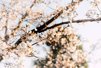 Low angle view of cherry blossoms in spring