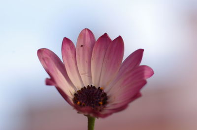 Close-up of pink flower