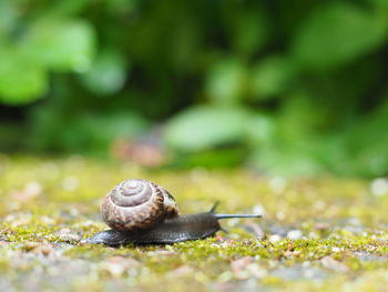 Close-up of snail on leaf