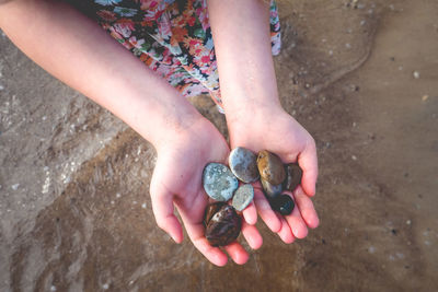 High angle view of hand holding shell