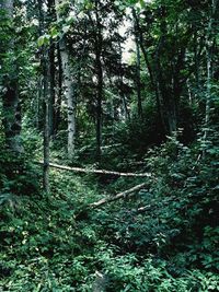 Trail amidst trees in forest