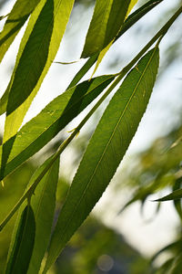 Close-up of leaves