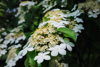 Close-up of white flowers