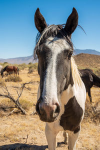 Wild appaloosa horses in nevada desert