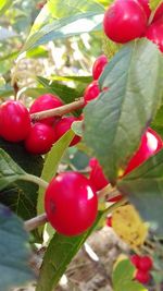 Close-up of cherries growing on tree