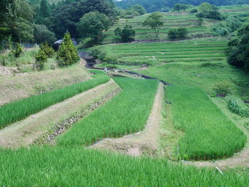 High angle view of agricultural field