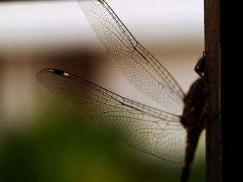 Close-up of dragonfly