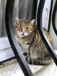 Close-up portrait of tabby cat