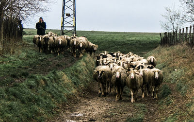 Shepherd with flock of sheep on field against clear sky