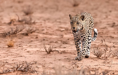 Leopard walking on field