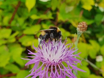 Close-up of bee pollinating on purple flower