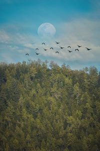 Flock of birds flying in the sky