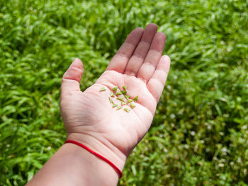 Cropped hand holding seeds over field