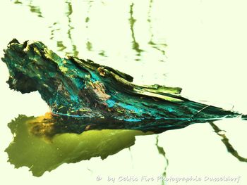 Close-up of leaf on a lake