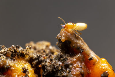 Close-up of honey bee