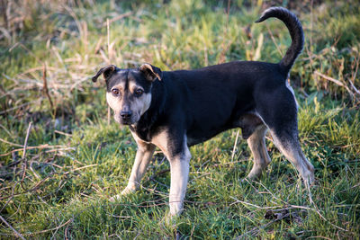 Portrait of dog on field