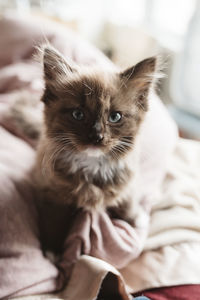 Close-up of kitten sitting on bed at home