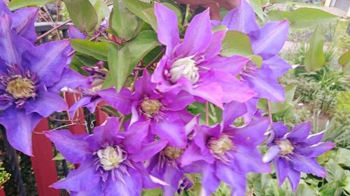 Close-up of purple flowers