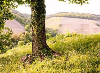 Trees growing on field