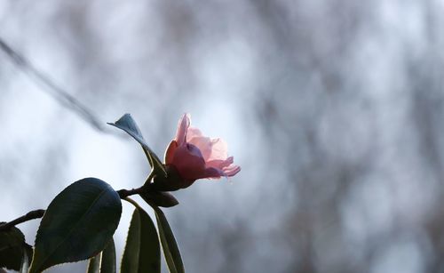 Close-up of pink flowering plant