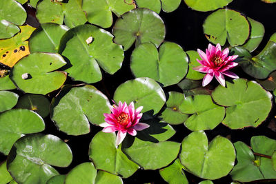 Pink lotus water lily in pond