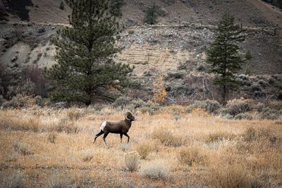 Side view of a bighorn sheep in the wild