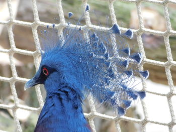 Close-up of a peacock