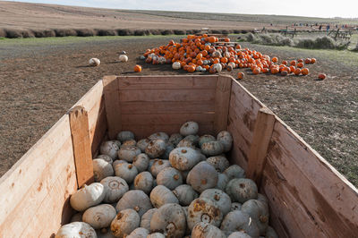 High angle view of pumpkins on land