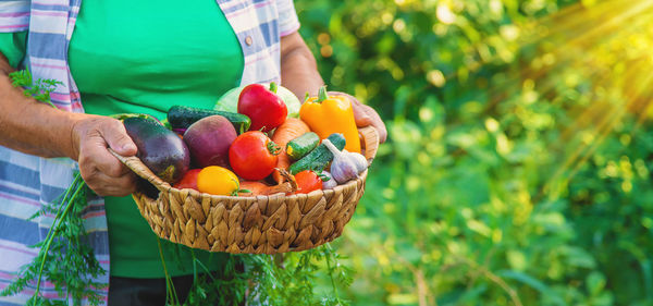 Midsection of woman picking apples