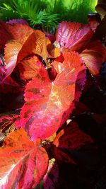 Full frame shot of leaves