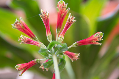 Low angle view of red exotic flowers