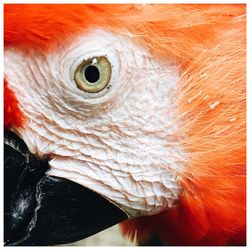 Close-up of a bird