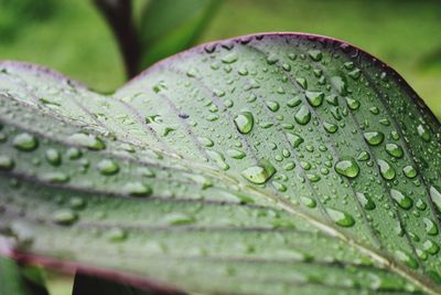 Extreme close-up of raindrops on leaf