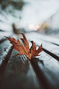 Close-up of dry maple leaf