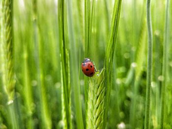 Close-up of lady bug on grass