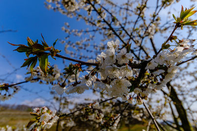 Low angle view of cherry blossoms against sky