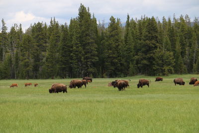 Horses grazing in a field