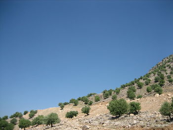 Trees on landscape against clear blue sky