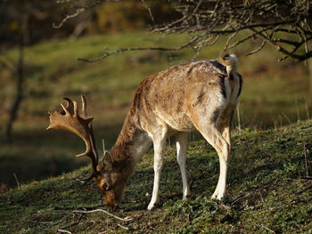 Deer standing in a field